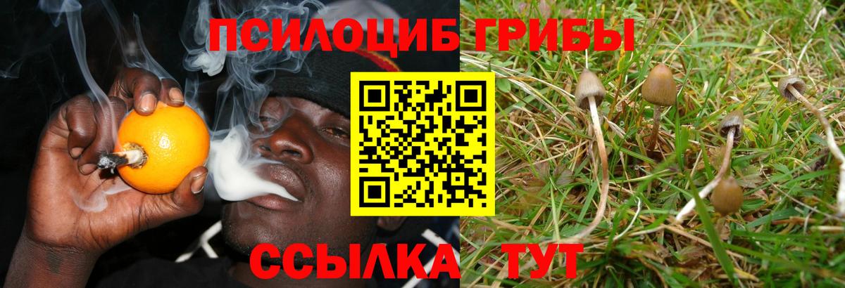 Псилоцибиновые грибы Psilocybe Ростов-на-Дону